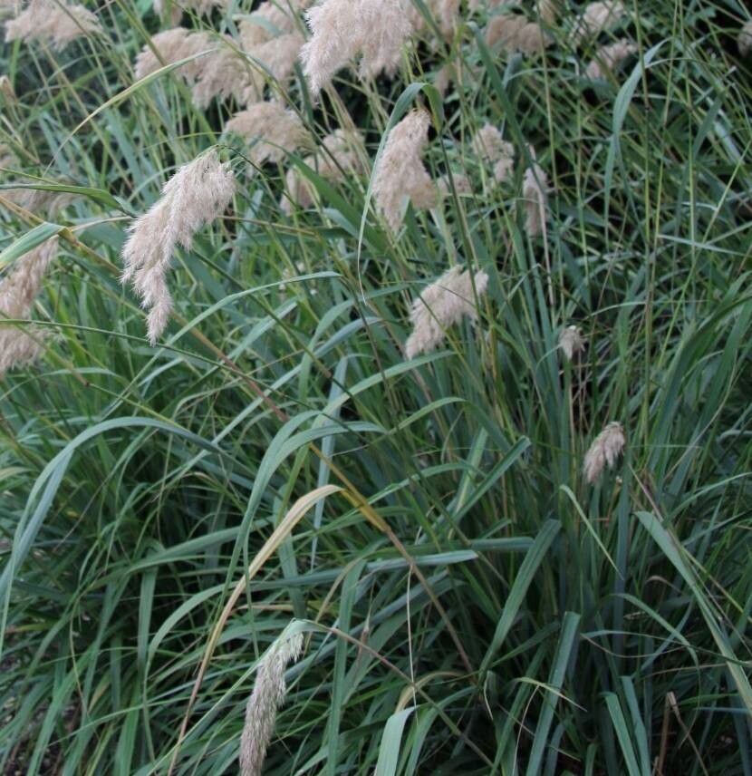 Calamagrostis emodensis — search result for 'Calamagrostis'