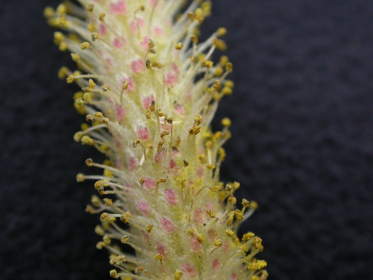 Salix daltoniana flower