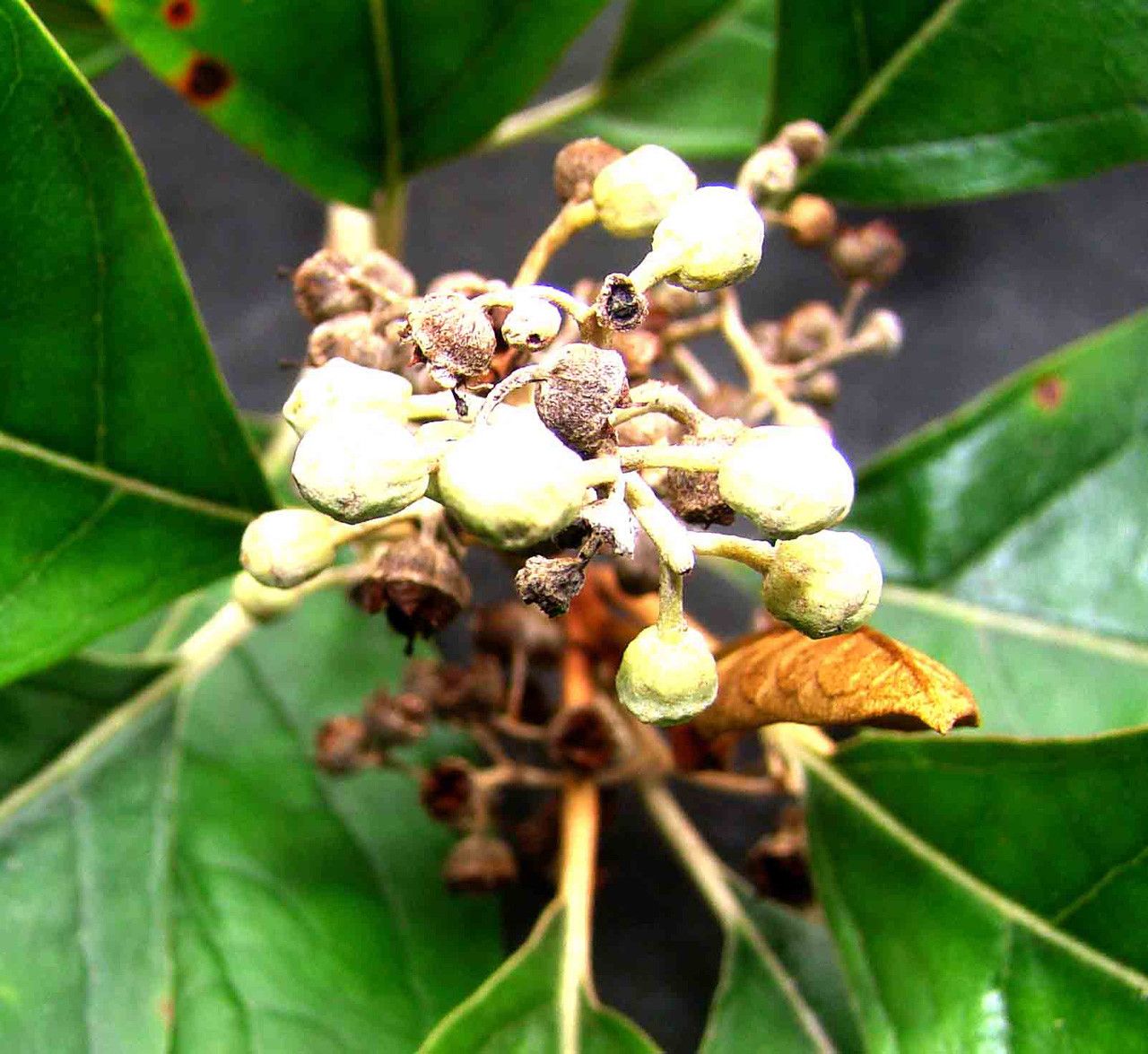 Argophyllum laxum — houseplant care guide