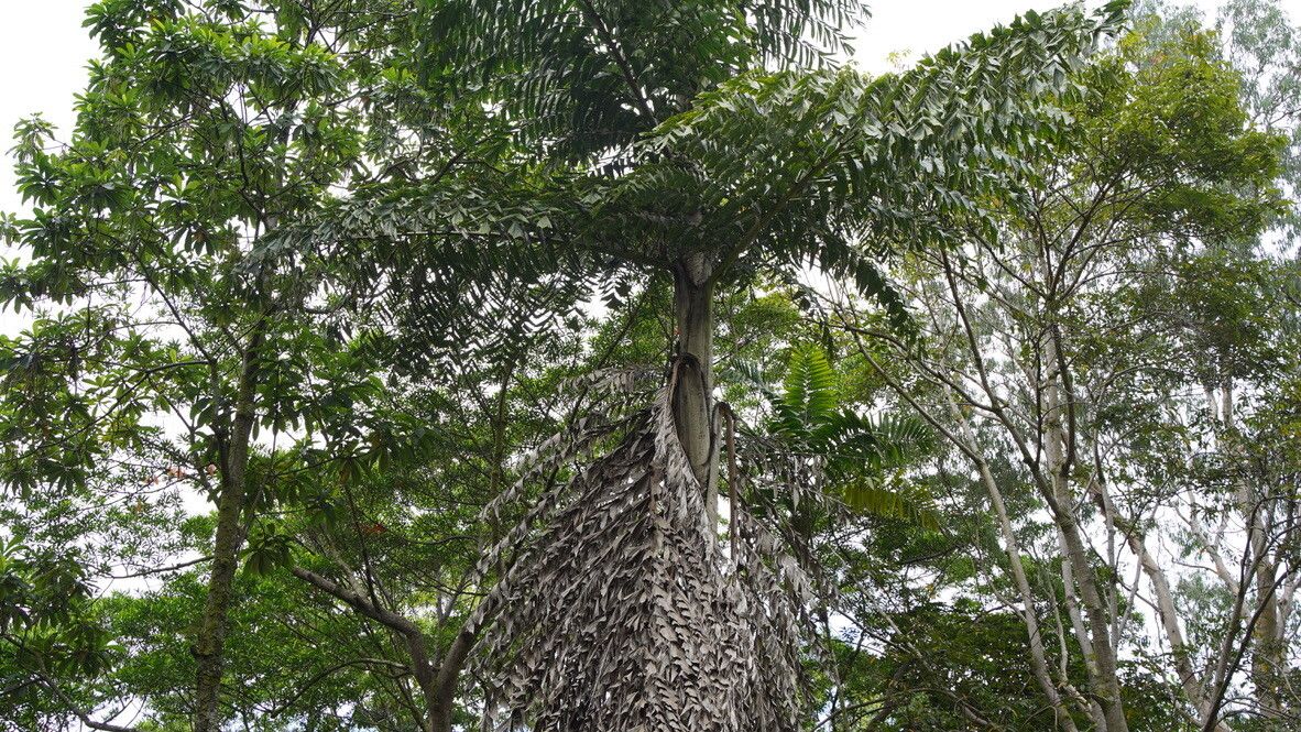 Caryota rumphiana — search result for 'Caryota'