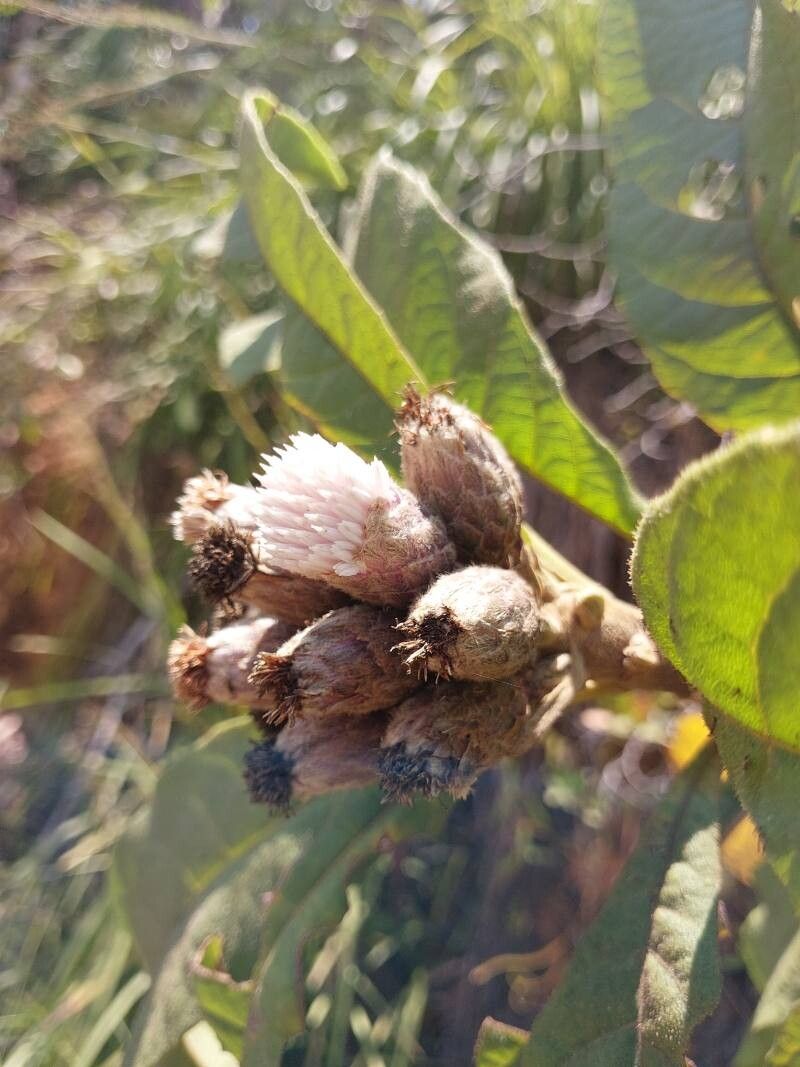 Vernonia latisquamata flower