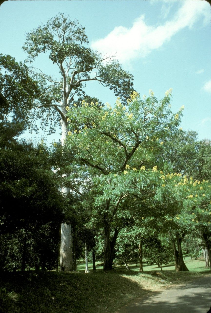Canarium bengalense — related species from the same genus