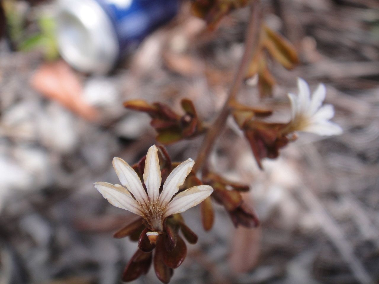Scaevola beckii flower