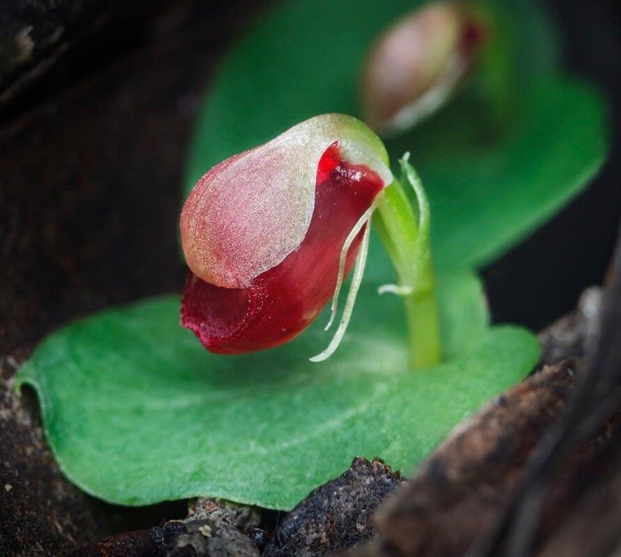 Corybas unguiculatus — houseplant care guide
