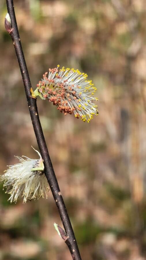 Salix humilis flower