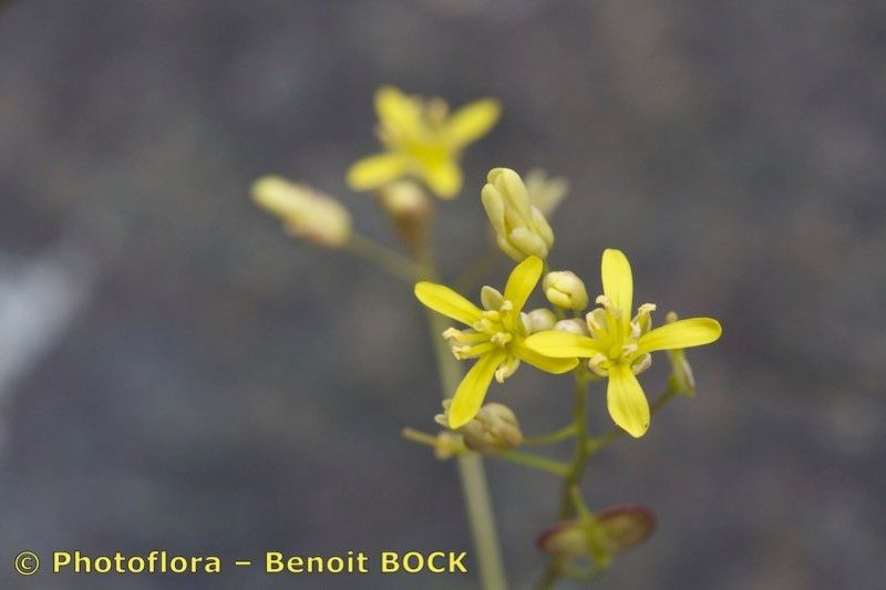 Biscutella rotgesii other