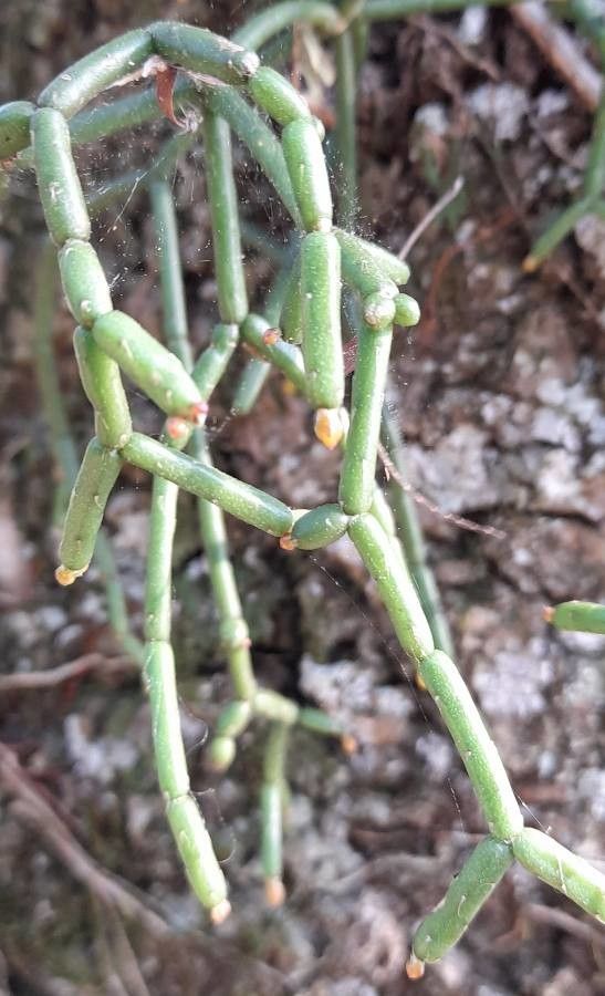 Rhipsalis cereuscula leaf