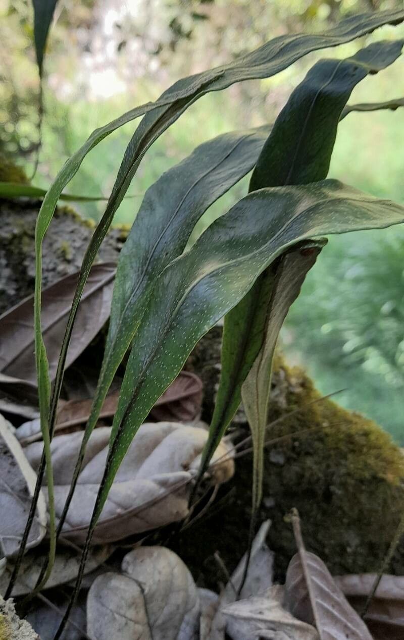 Pleopeltis macrocarpa habit