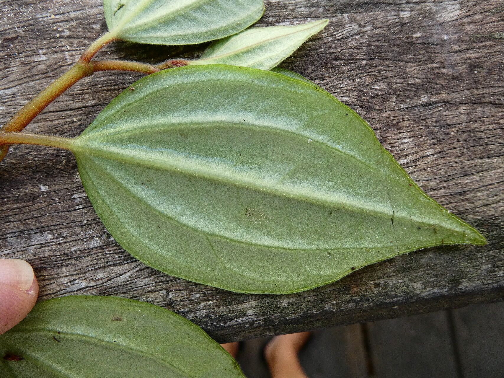 Peperomia hirtella — houseplant care guide