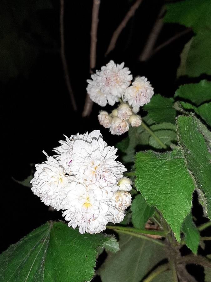Sparrmannia africana flower