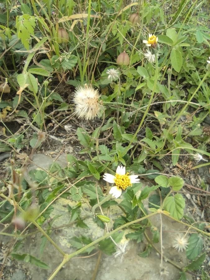 Tridax procumbens flower