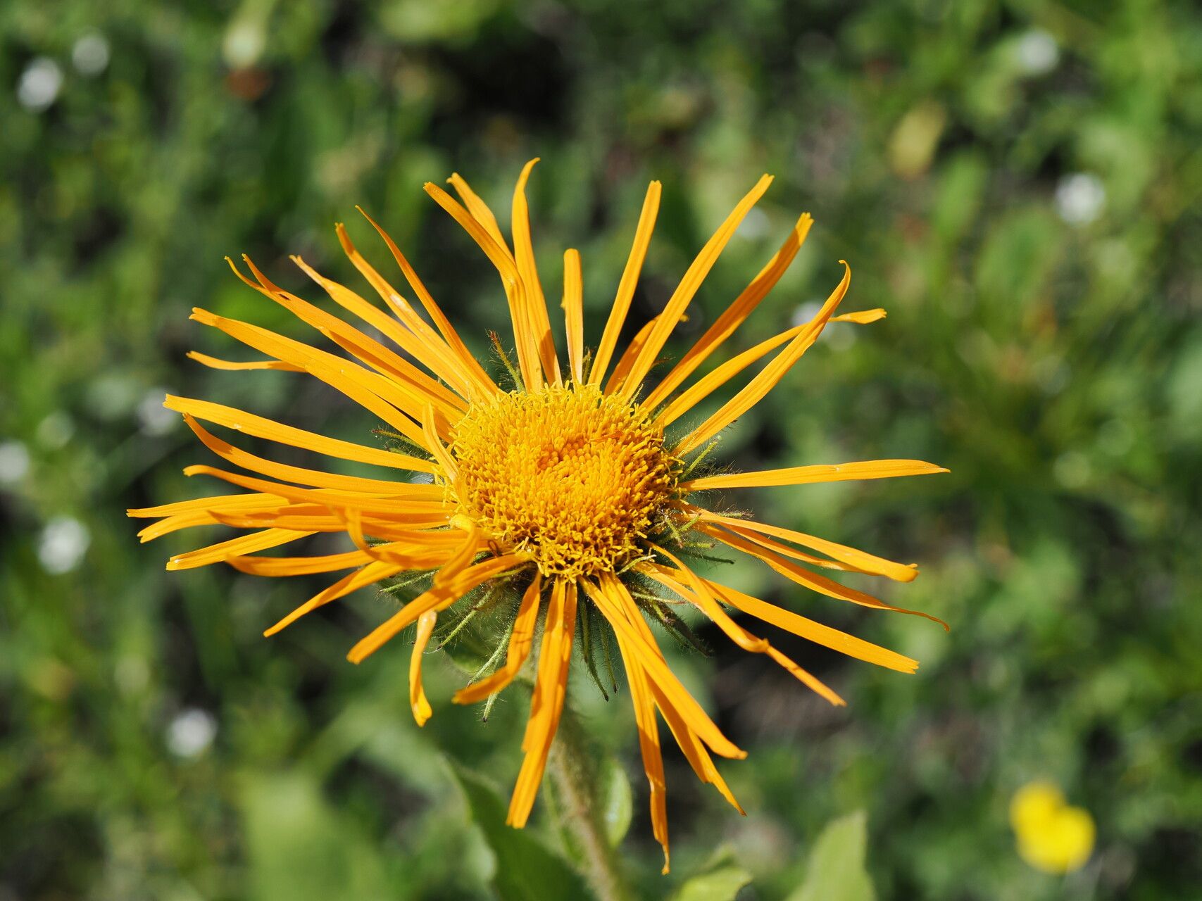Inula orientalis — search result for 'Inula'