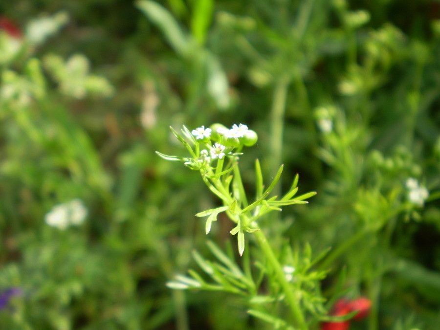 Bifora testiculata flower