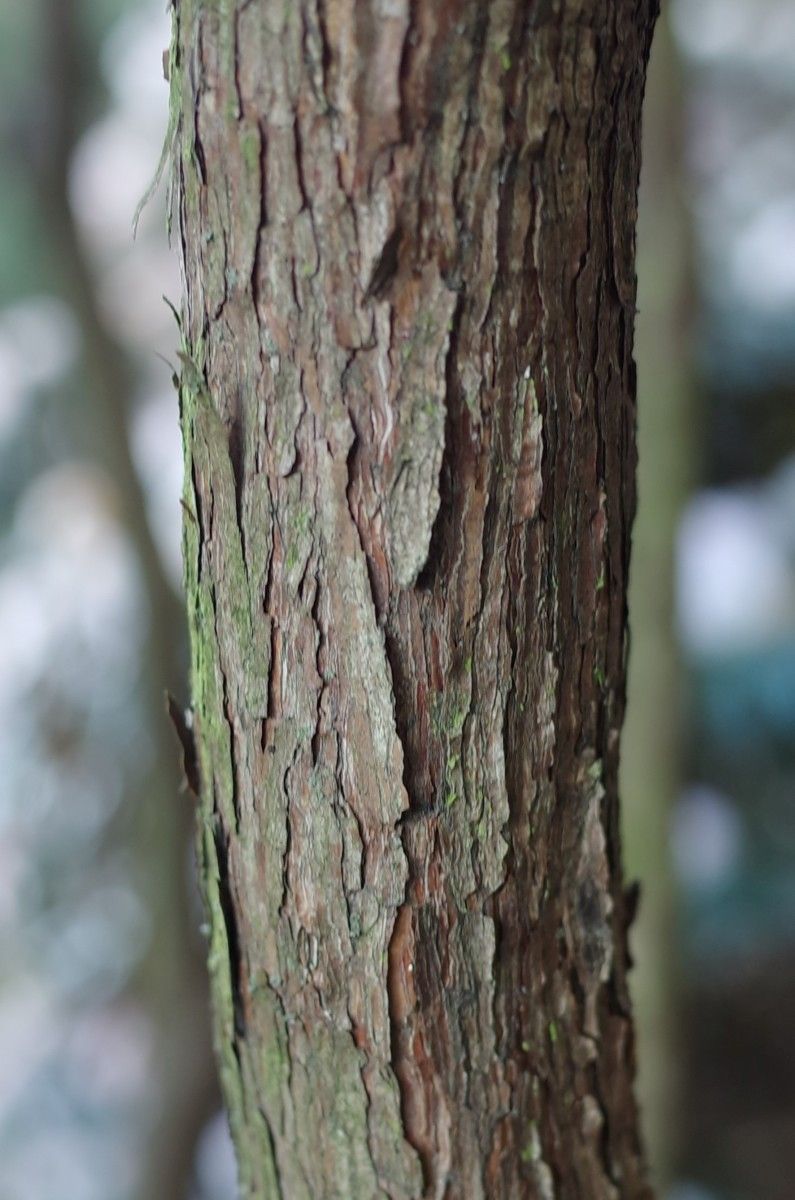 Rhododendron kesangiae bark