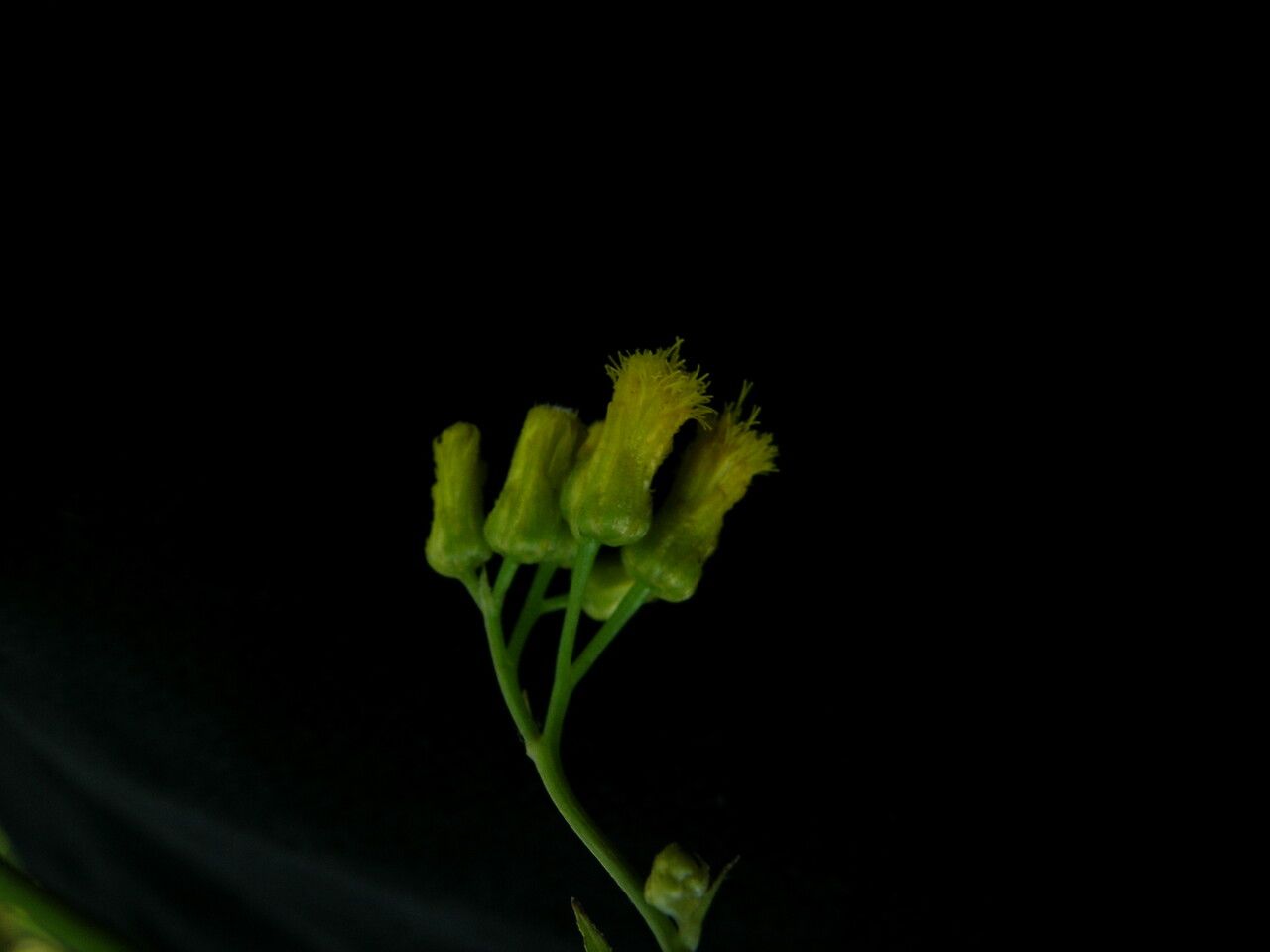 Blumea flava — related species from the same genus