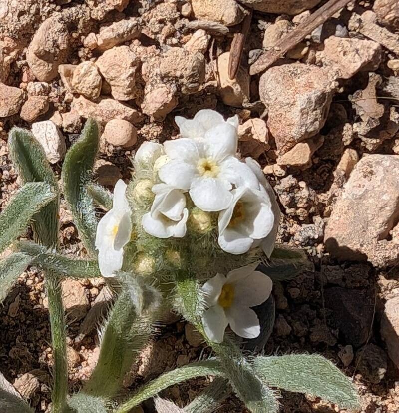 Oreocarya humilis flower