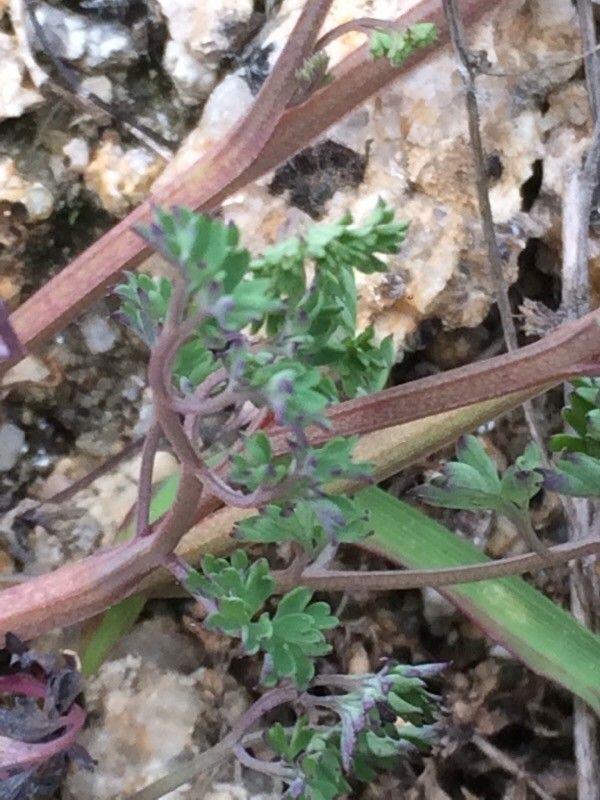 Fumaria barnolae — search result for 'Fumaria'