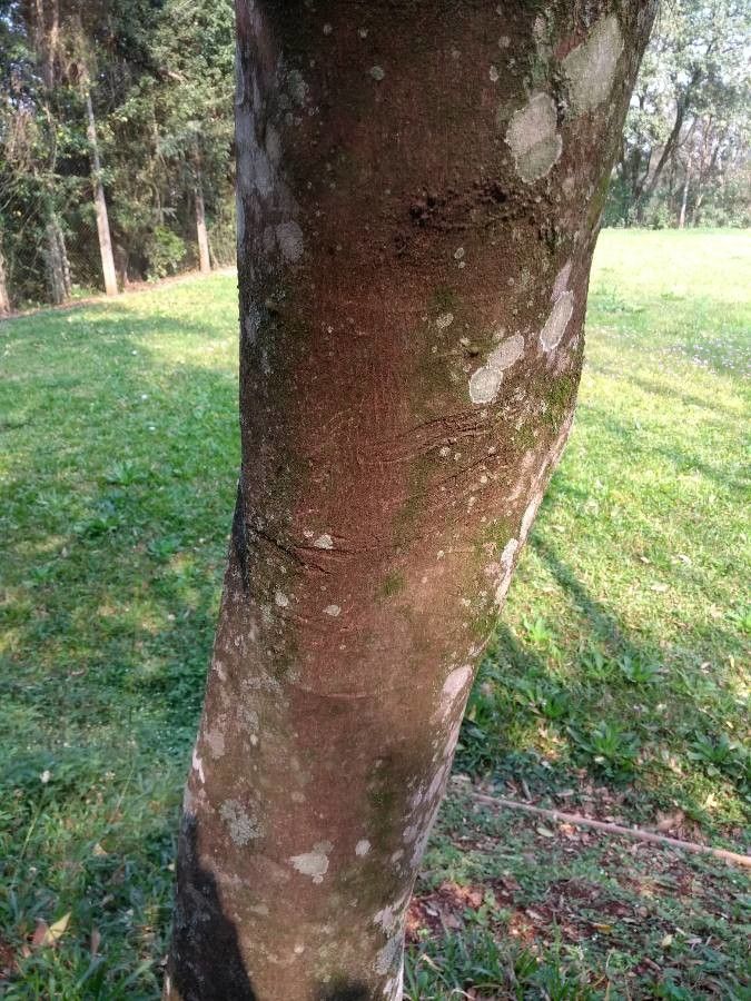 Combretum collinum bark