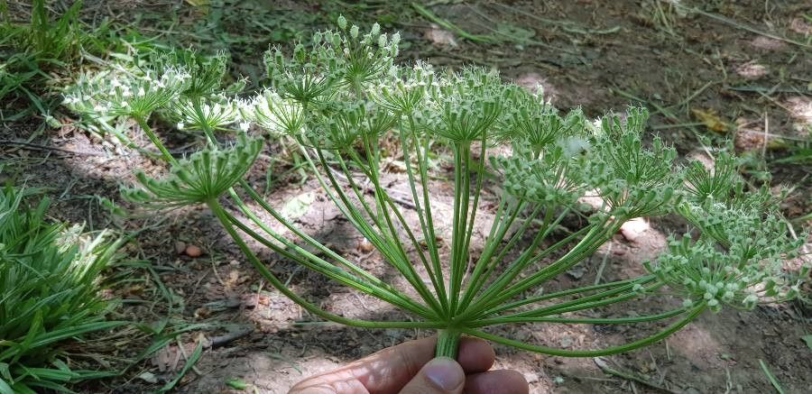 Heracleum persicum — search result for 'Heracleum'