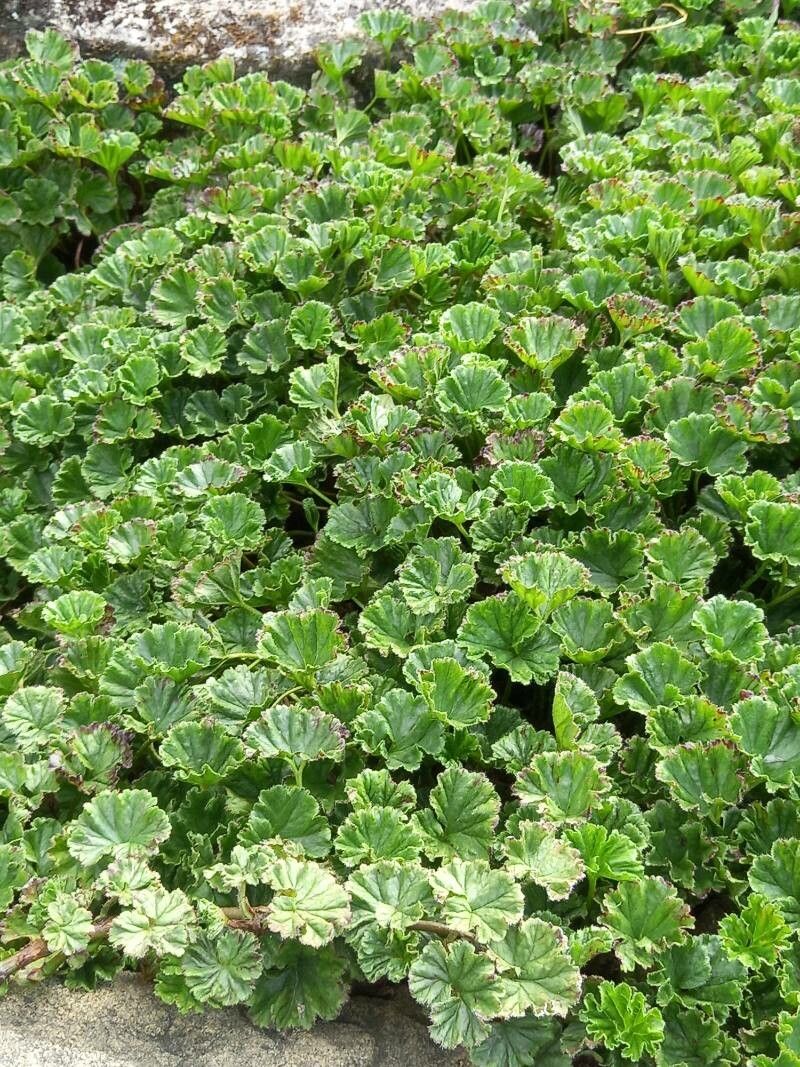 Gunnera magellanica habit