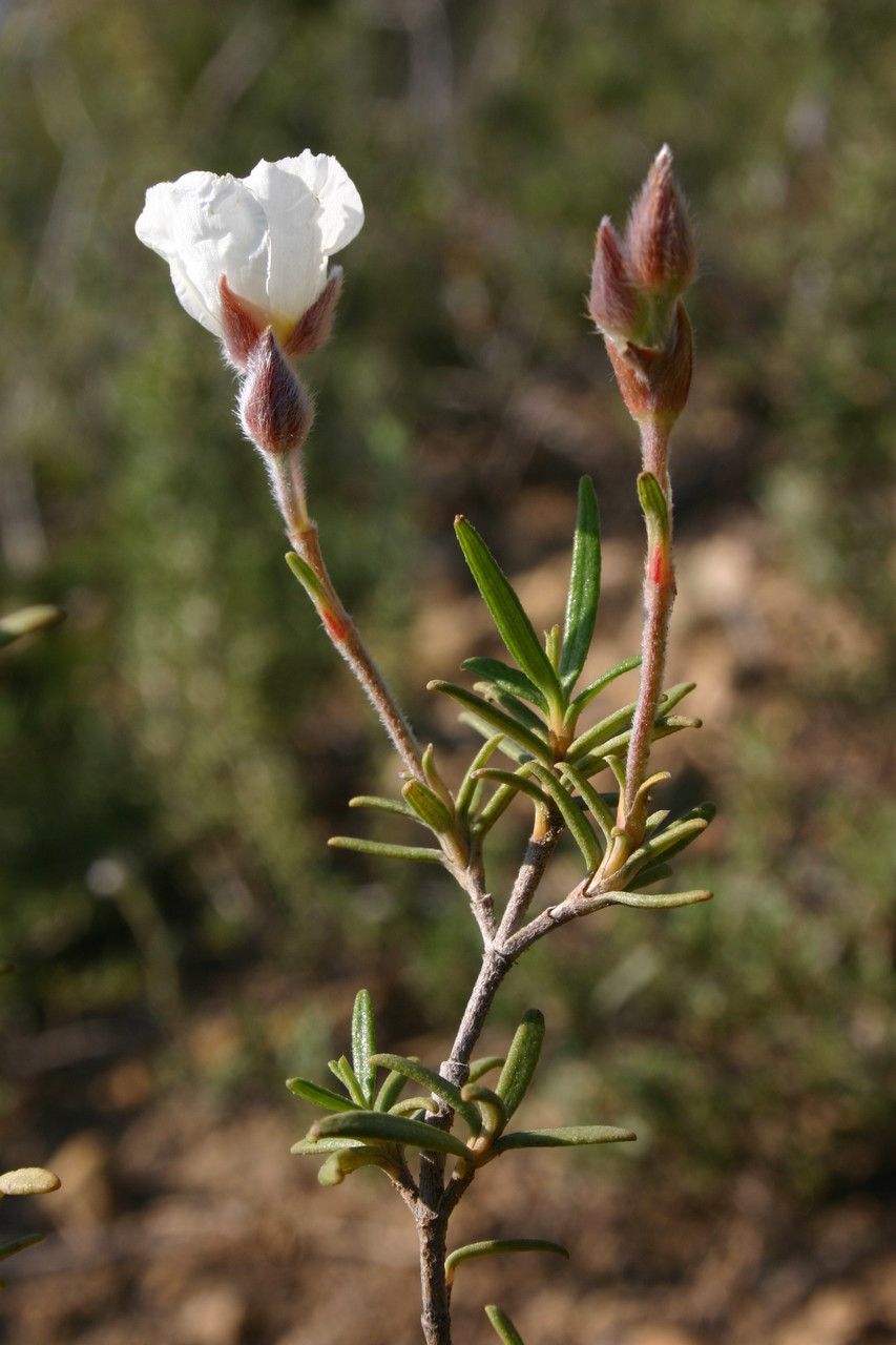 Cistus munbyi flower