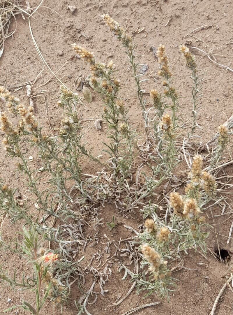 Gamochaeta filaginea habit