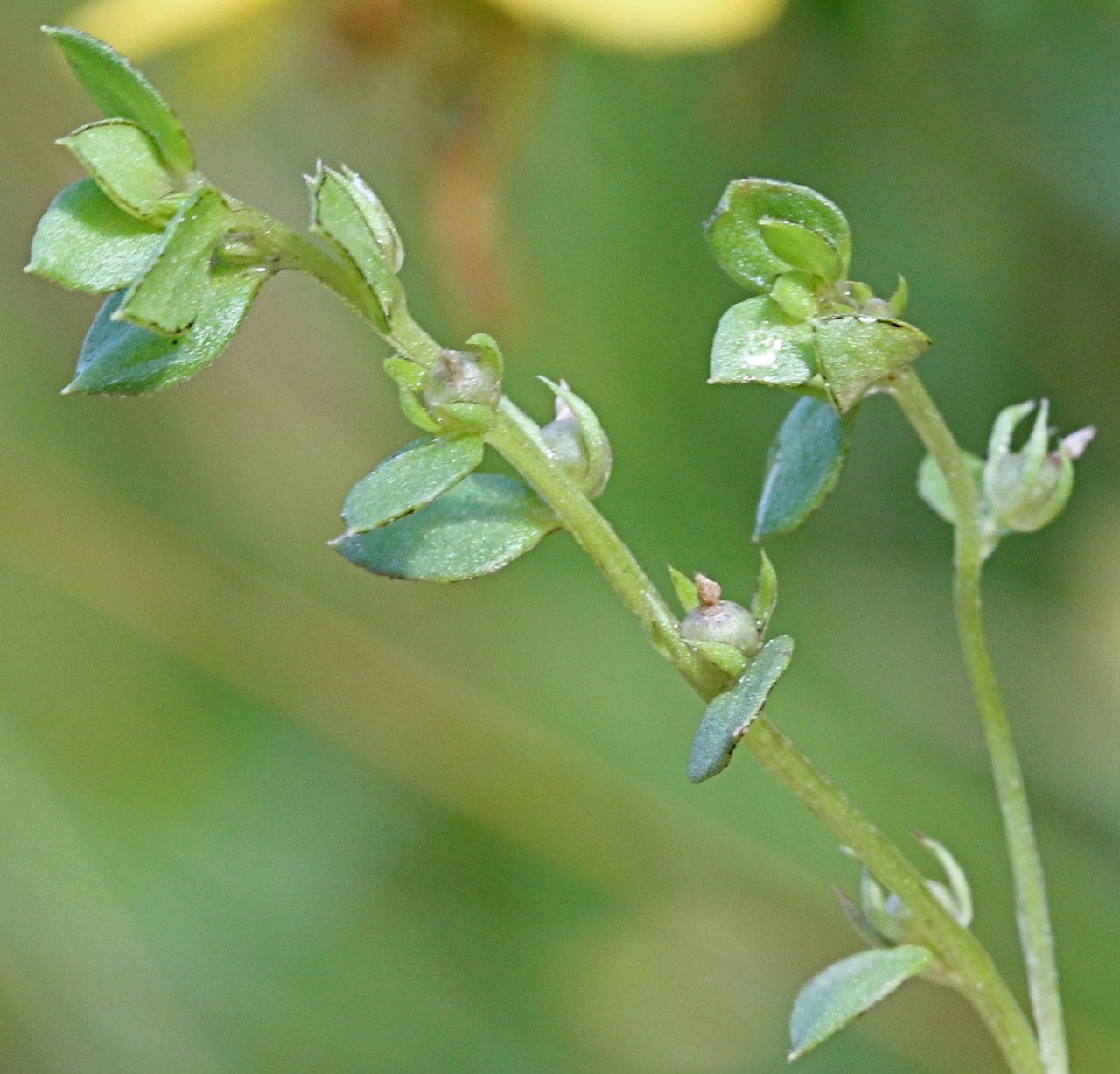 Lysimachia minima other