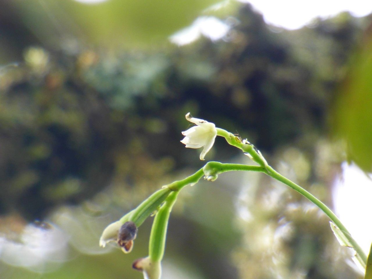 Polystachya cultriformis flower