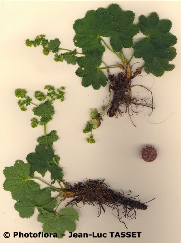 Alchemilla heteropoda habit