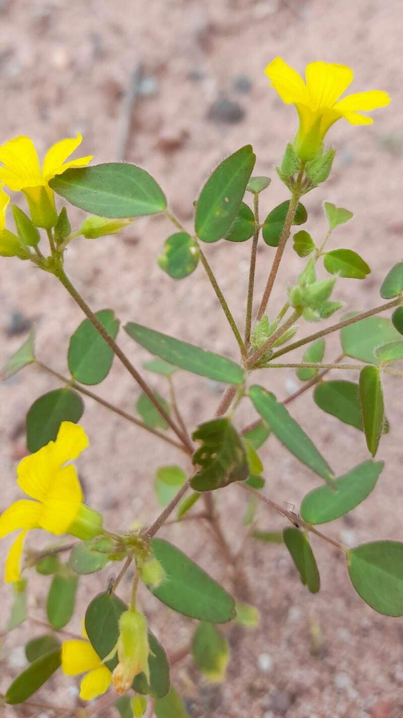 Oxalis erosa habit