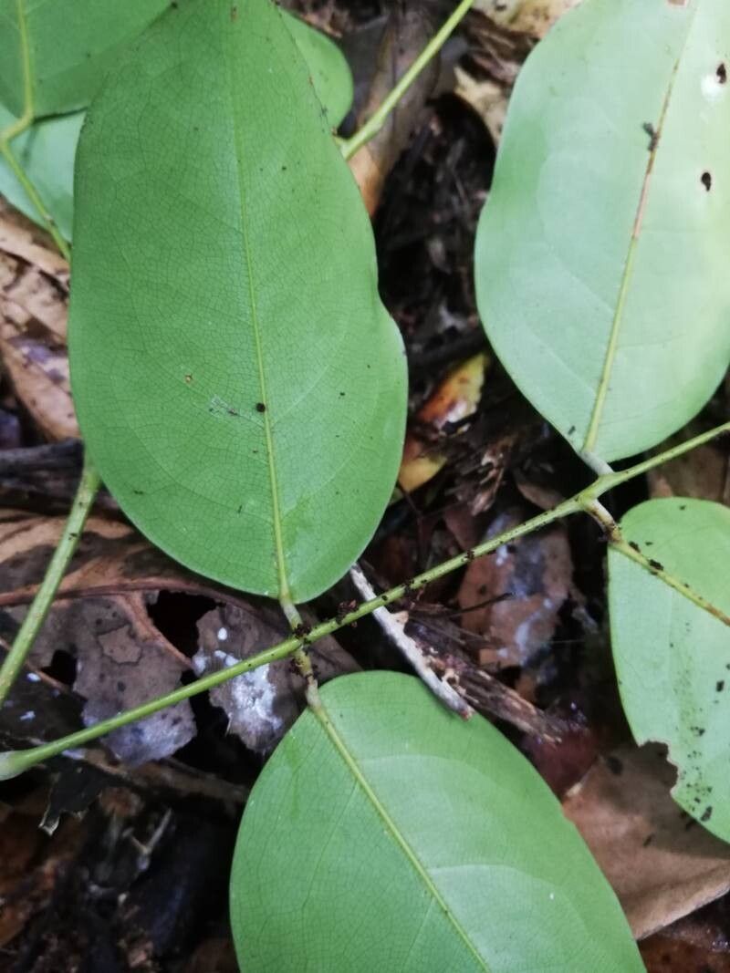 Dialium polyanthum leaf