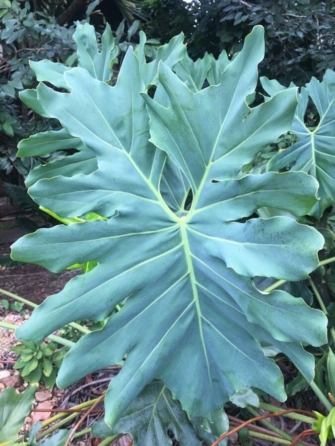 Thaumatophyllum saxicola — related species from the same genus