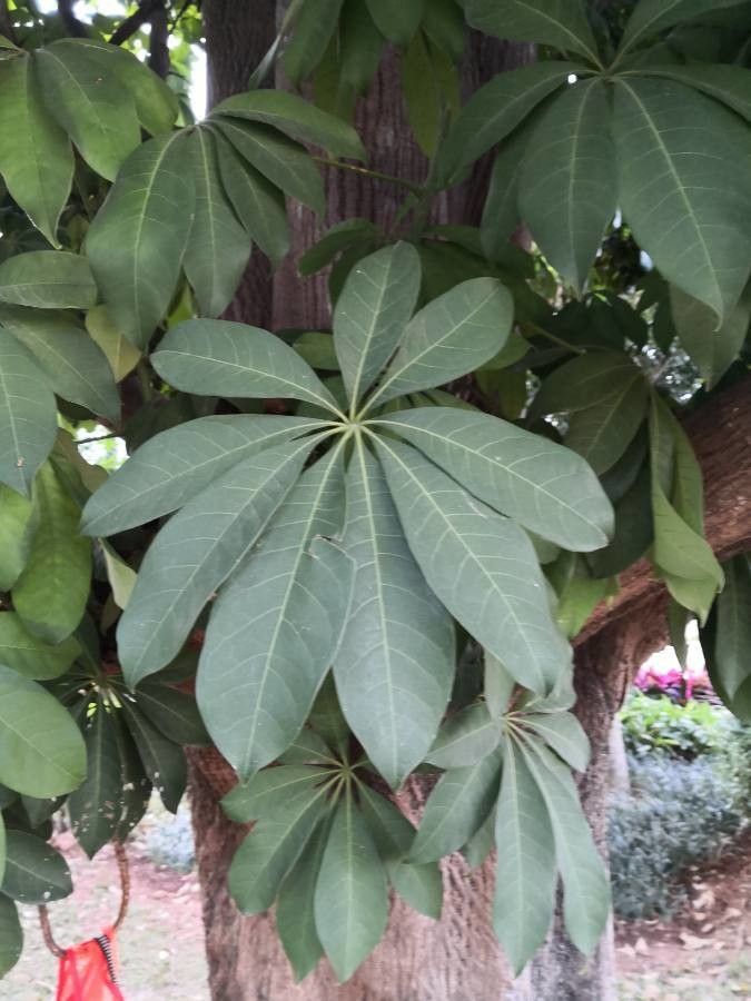 Heptapleurum macrostachyum — search result for 'Heptapleurum'