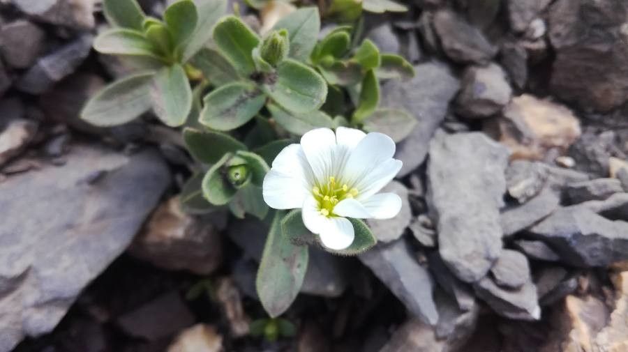 Cerastium latifolium flower