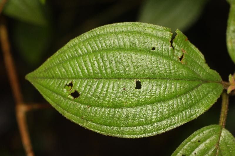 Miconia ceramicarpa leaf