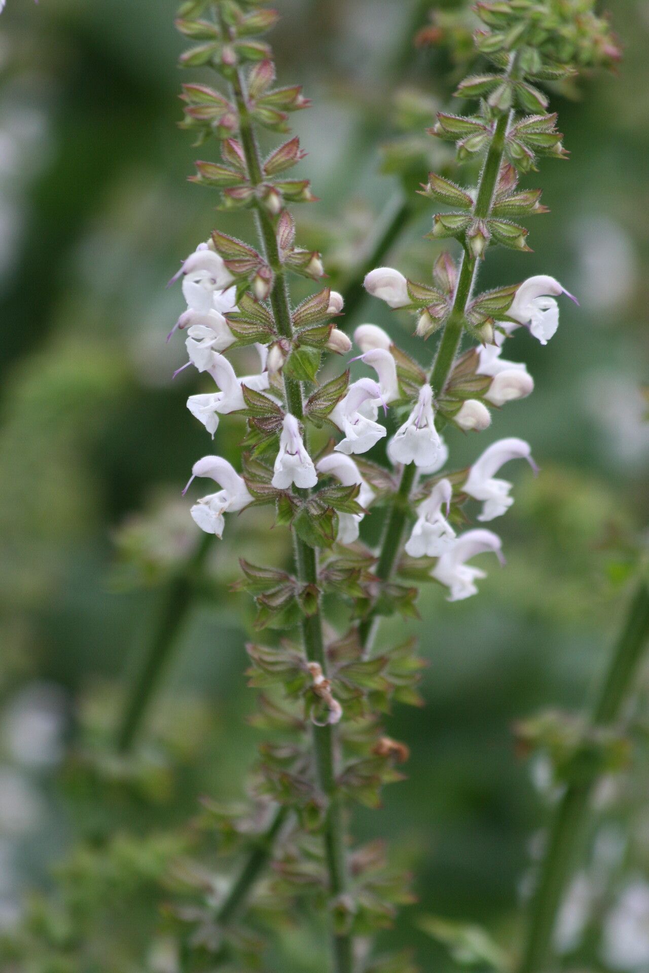 Salvia staminea flower