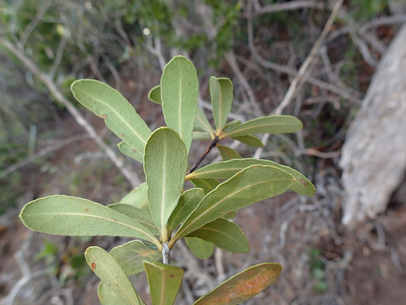 Pittosporum croceum — search result for 'Pittosporum'