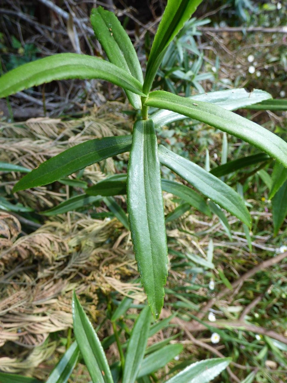 Faujasia salicifolia leaf