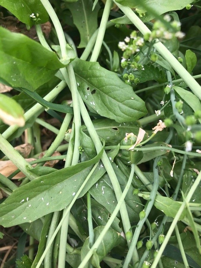 Calepina irregularis