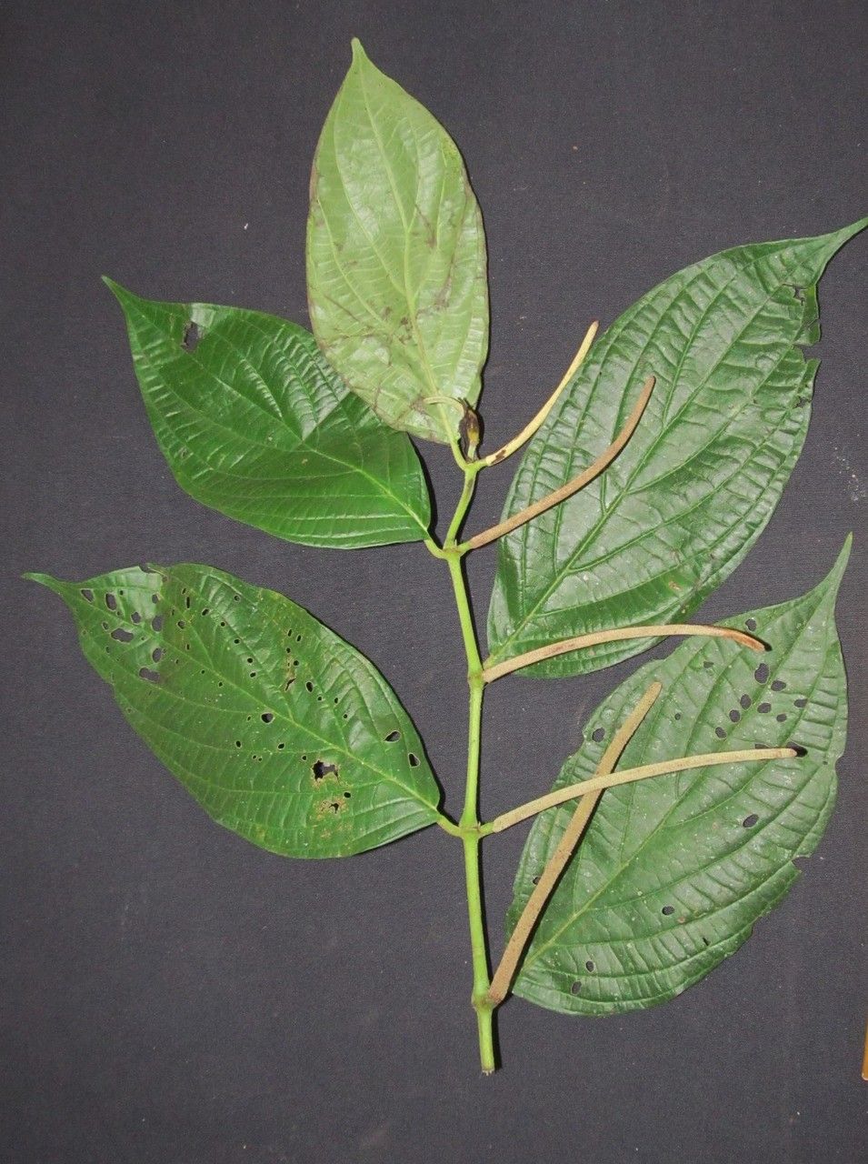 Piper tsuritkubense other