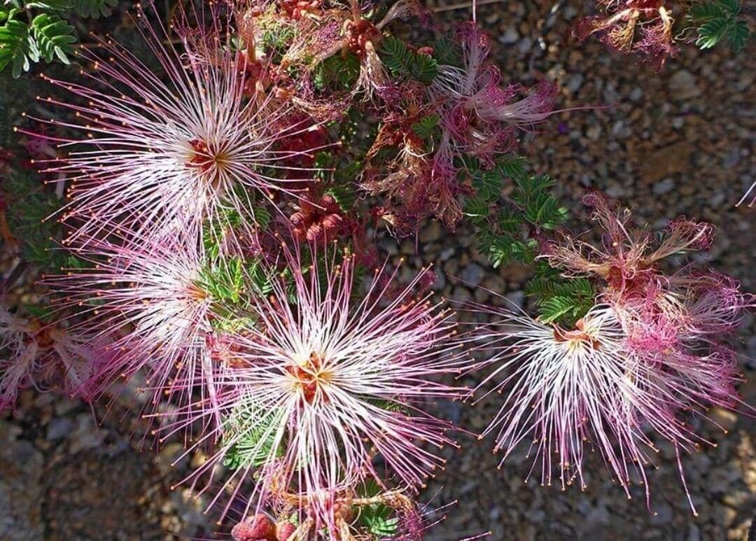 Calliandra eriophylla fruit