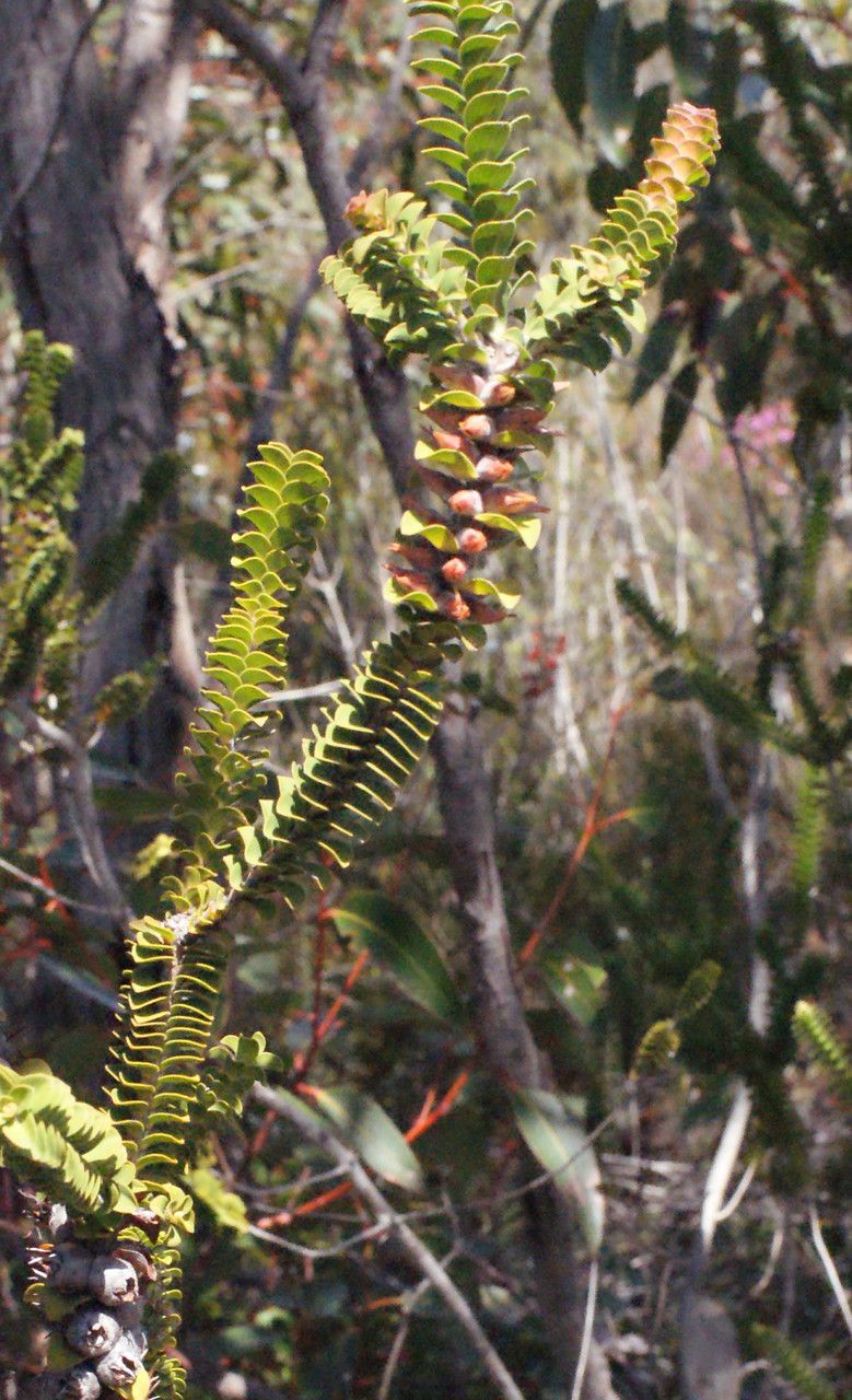 Melaleuca inops leaf