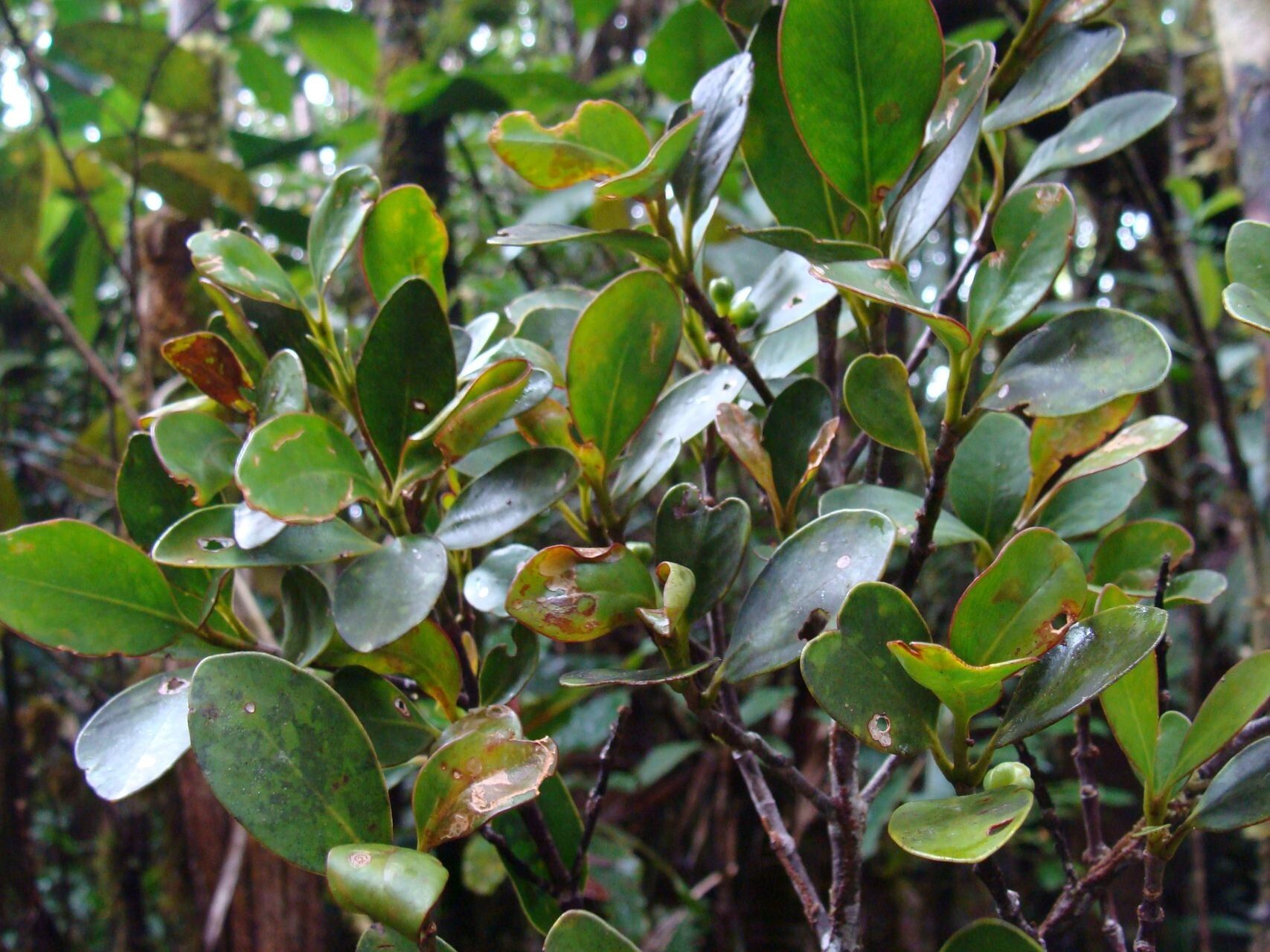 Garcinia urceolata habit