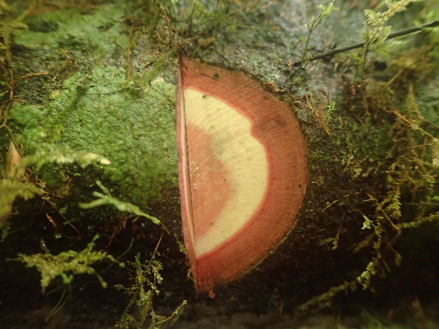 Diospyros kamerunensis bark