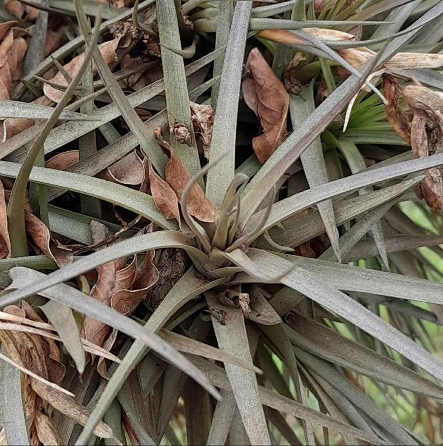 Tillandsia recurvifolia — search result for 'Uruguay'
