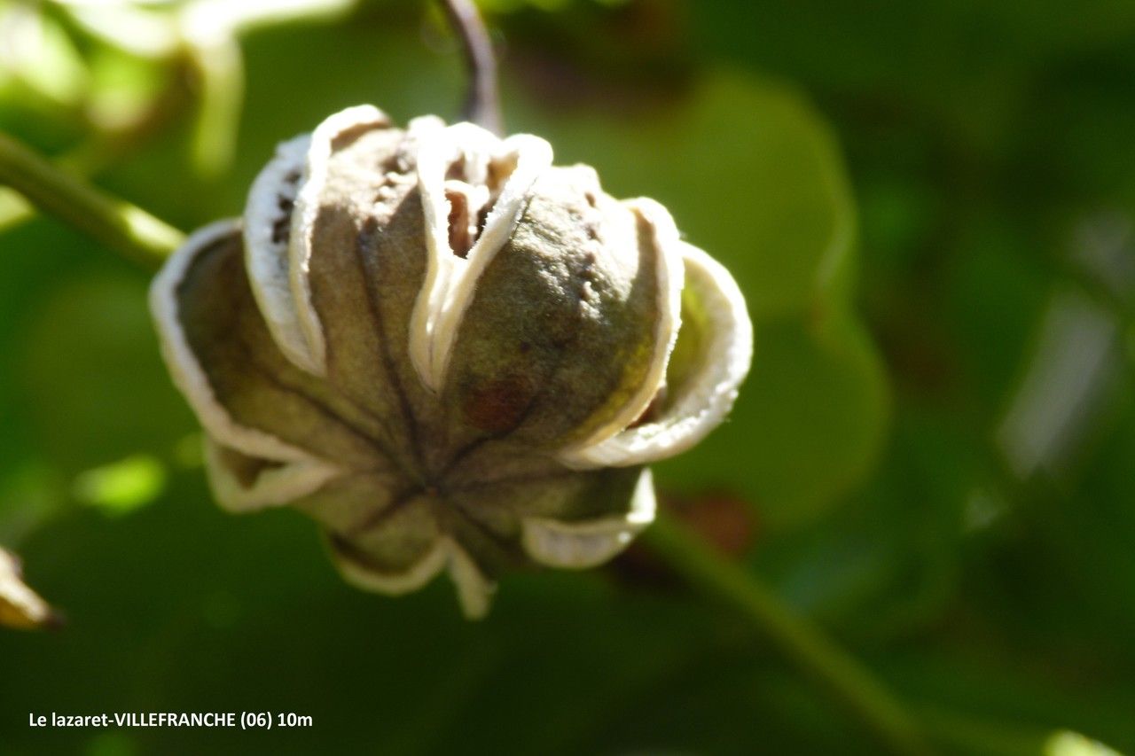 Aristolochia altissima fruit