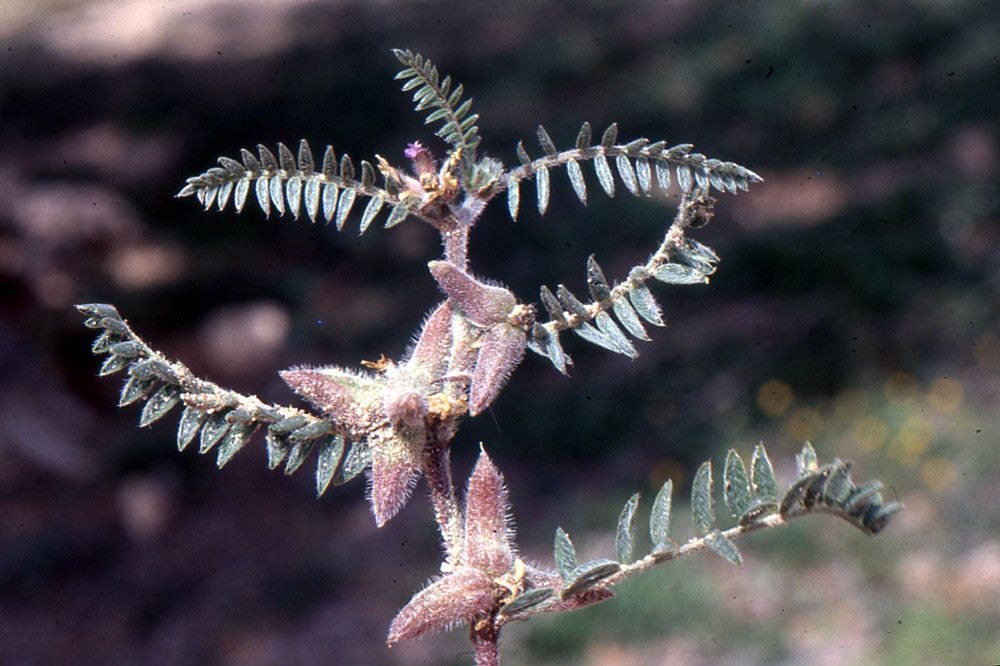Astragalus sinaicus flower