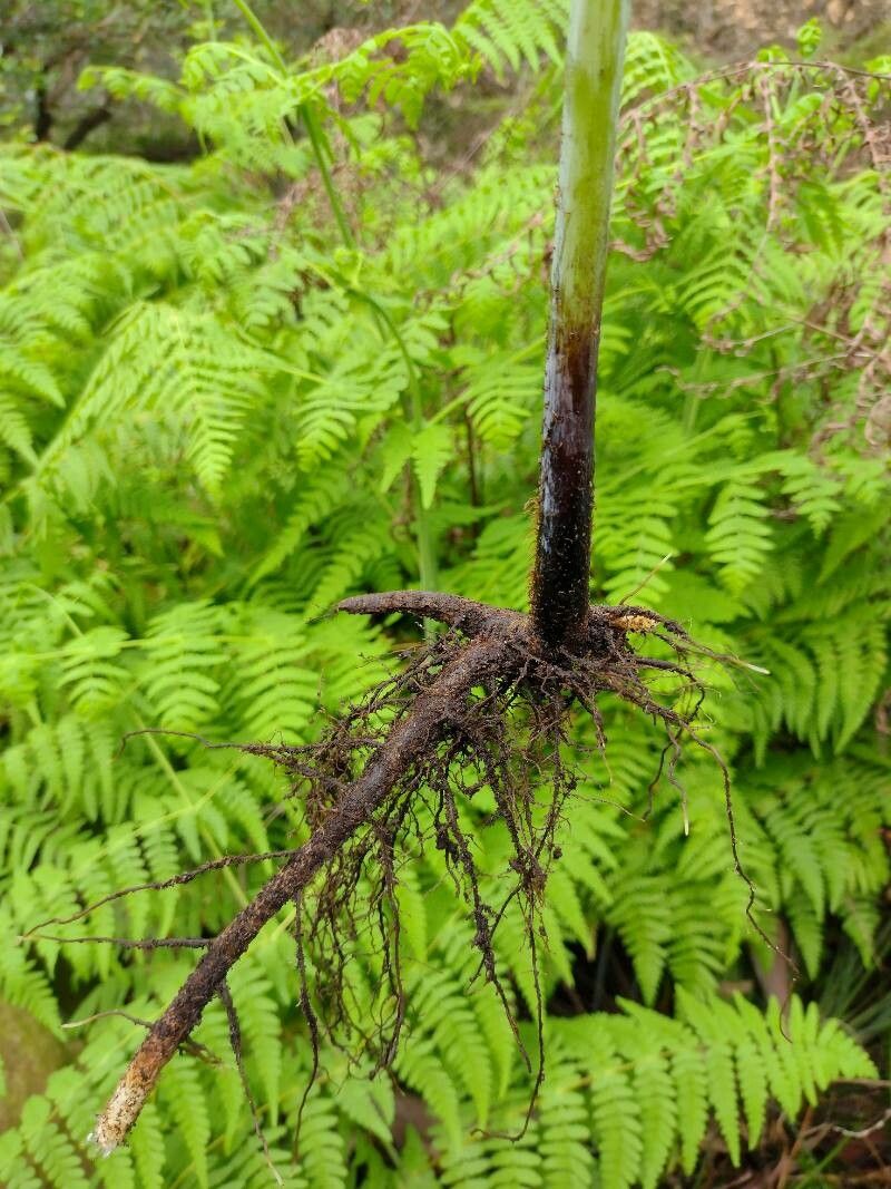 Histiopteris incisa bark