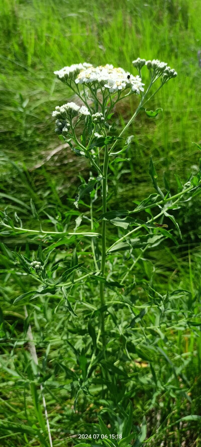 Achillea salicifolia habit