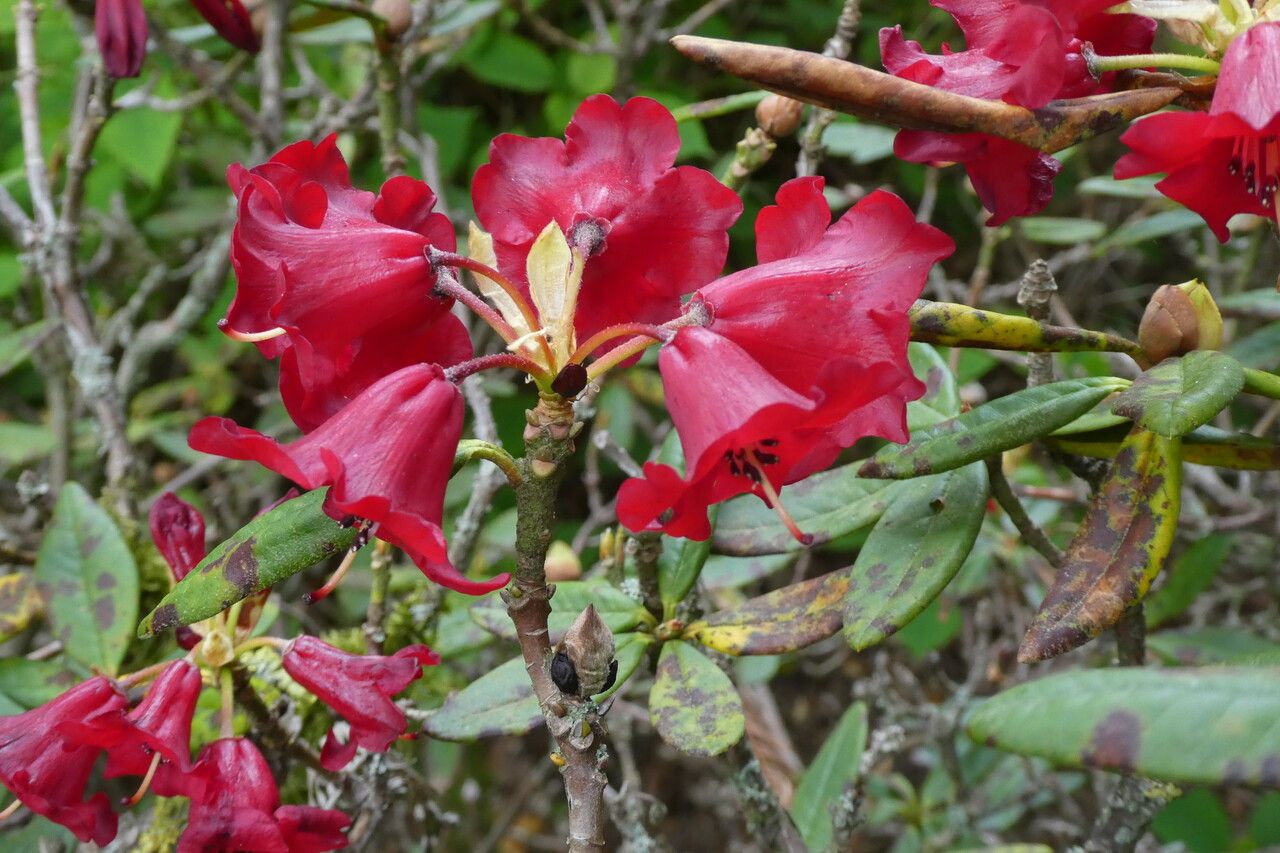 Rhododendron pocophorum — houseplant care guide